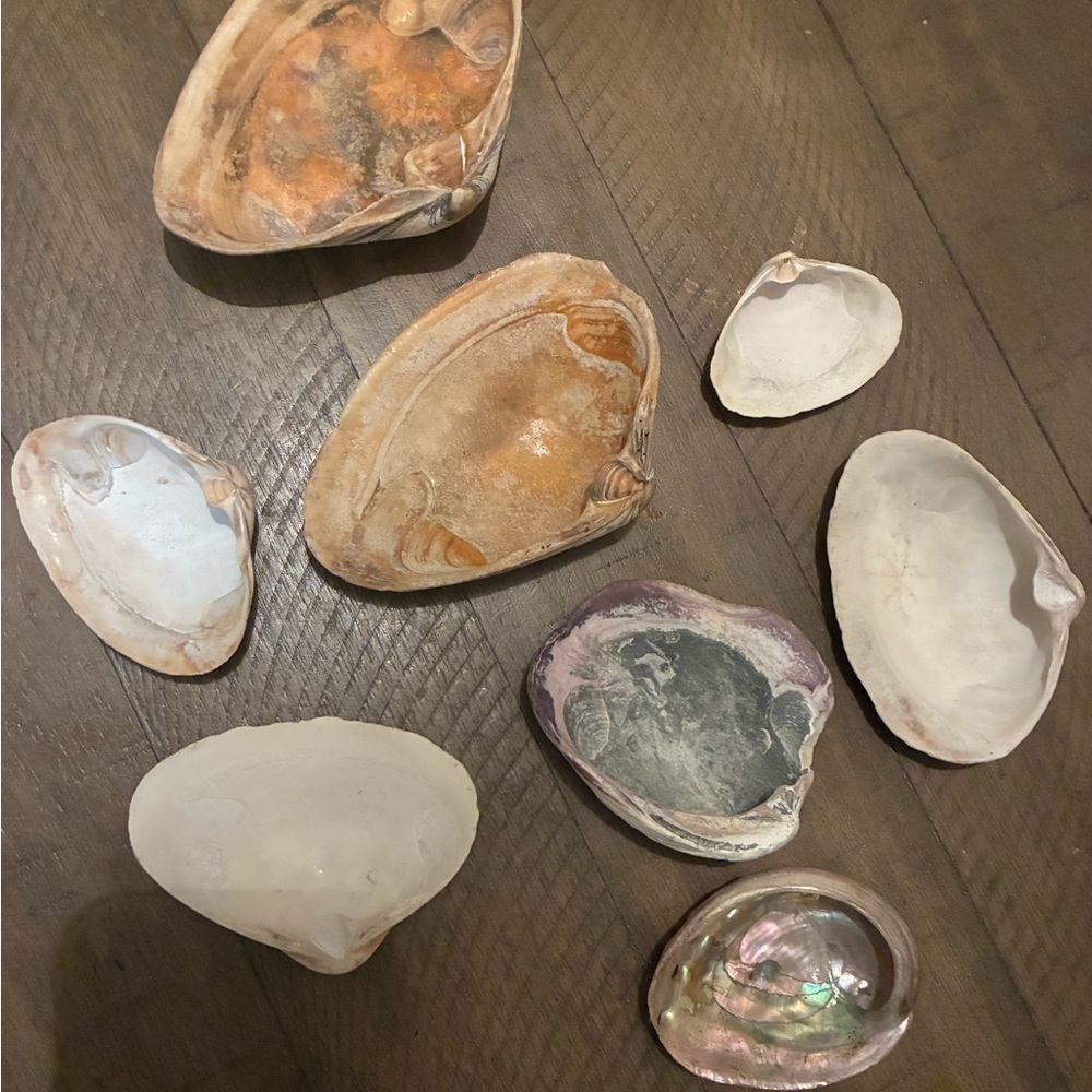 Assorted Seashell Collection - Picture 2 of 16